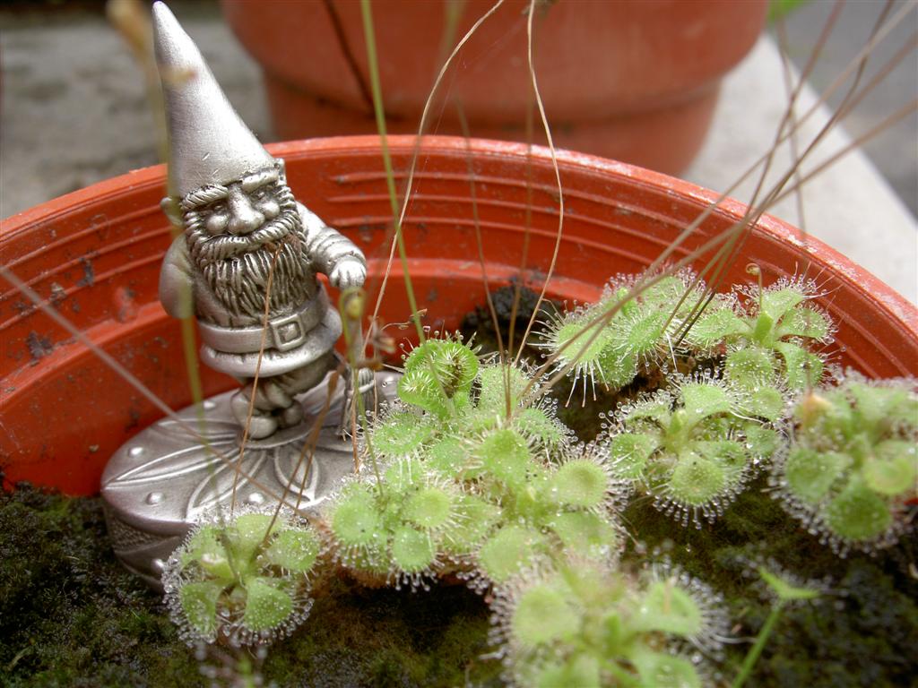 Garden Gnome with D. burmanii